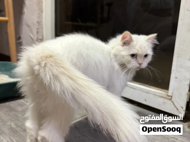 قطة همالايا للتبني