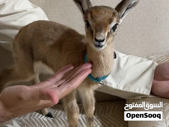 غزال دماني للبيع