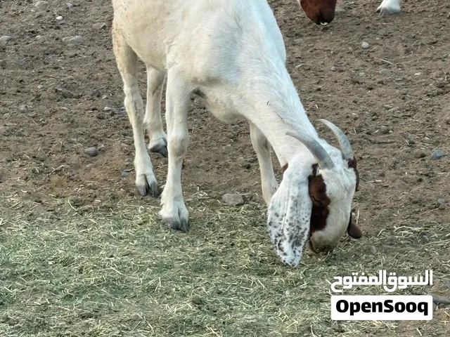 شاه بورقوت للبيع