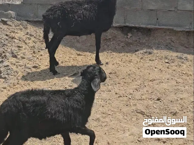 سبحان الله وبحمده