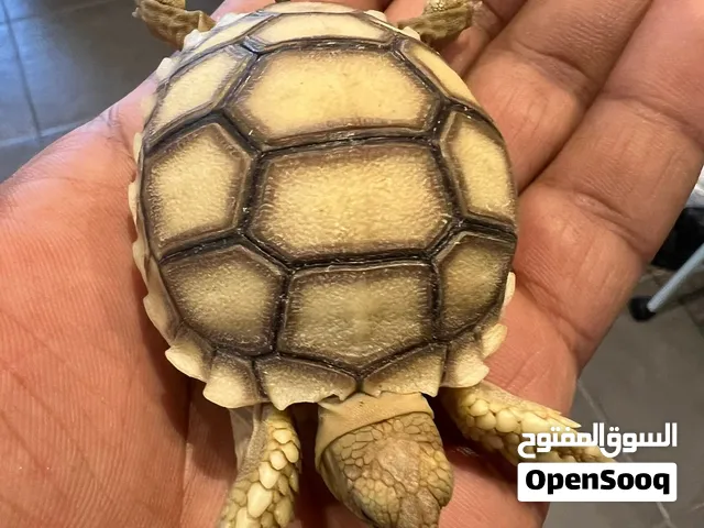 Tortoise salcata