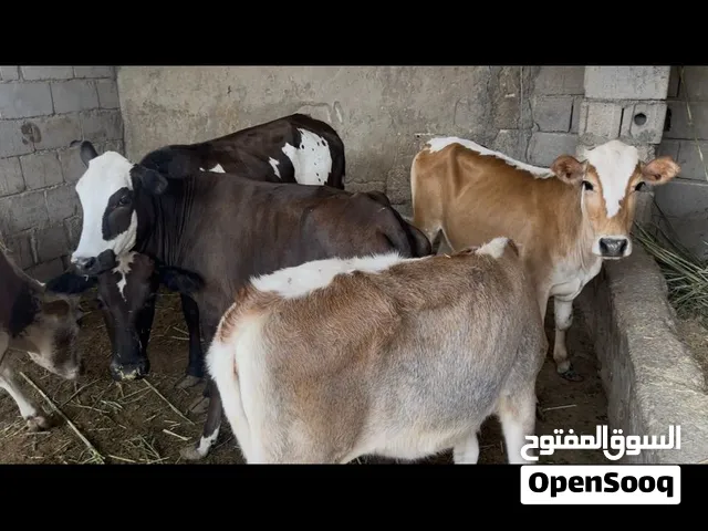 بجاير مال رباط عدد 8 كلش زينات مداورات بل اكل تريد شلعه لو تفريد هم موجود سعر الزوج 2350