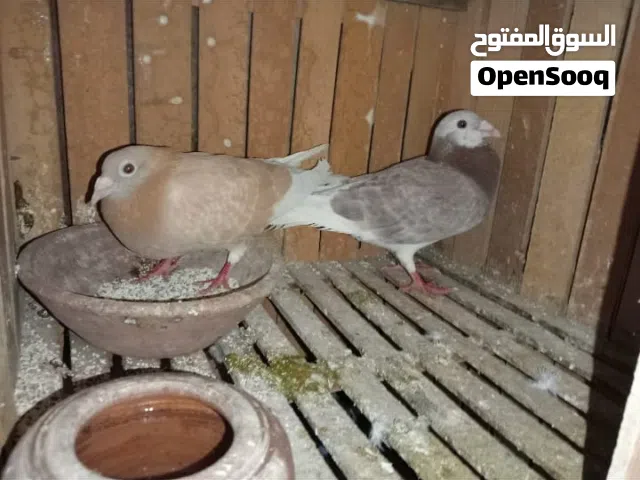 قصين زواجل وقص كشك للبيع للاستفسار الاتصال على الرقم
