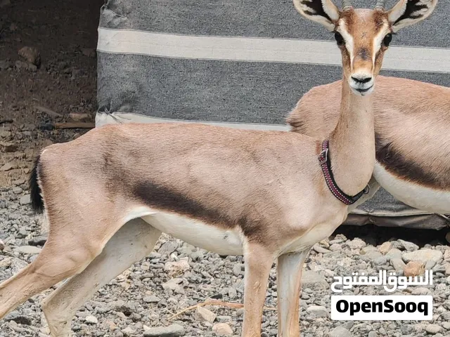 غزال ديماني للبيع