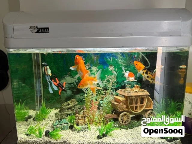 Aquarium with Fishes & Equipment