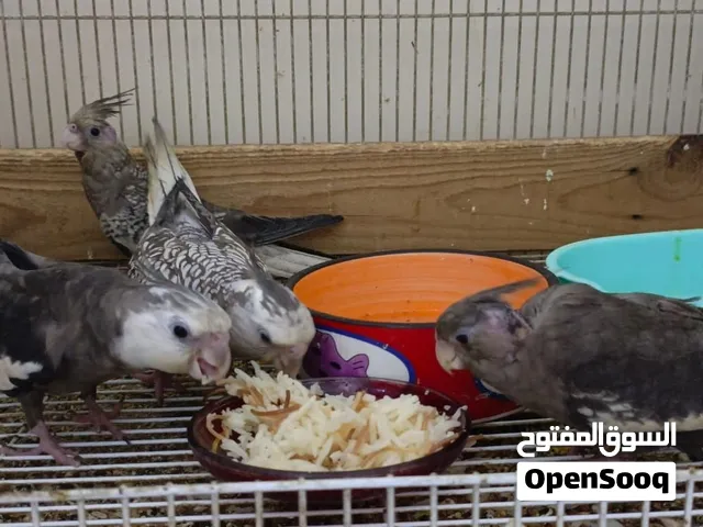 طيور كوكتيل