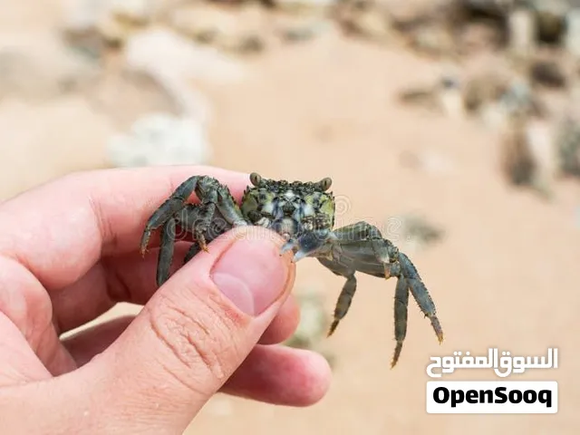 different sizes crabs