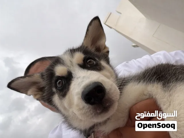 ذكر عمره 3 شهور السعر 2300