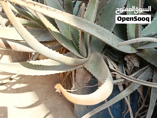 صبار بلدي اصلي