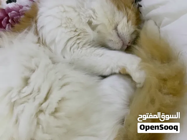 قط شيرازي ذكر سنتين ونص يحب اللعب