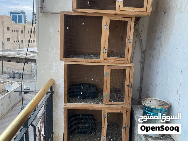 خمسة بارتيات بحالة ممتازة