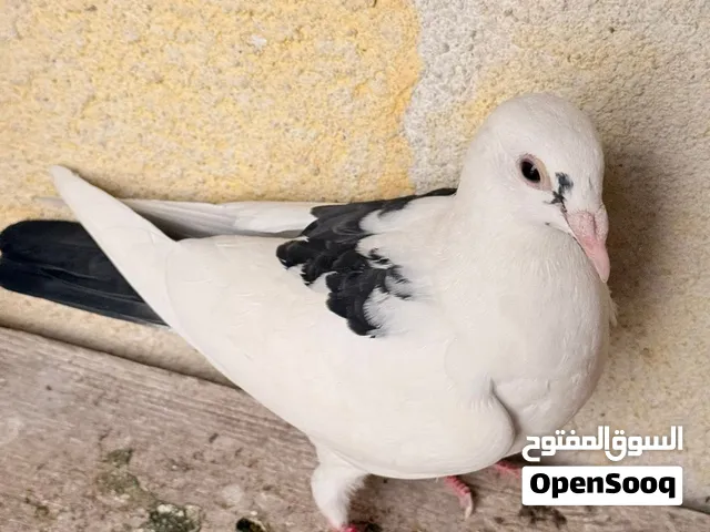 فرخ زاجل سباق 2027 ماطاير سعره 20 الف او مراوس ويوجد توصيل لكافة مناطق البصرة