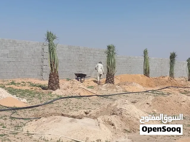 نخيل للبيع أجود الأنواع الموقع القصيم