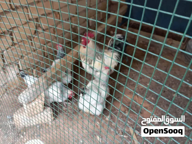 دجاج سايكس طوق