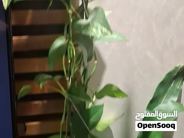 نبات البوتس للبيع