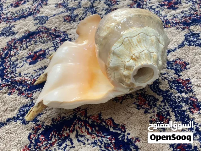 بيع البوق صاحي مافيه شي