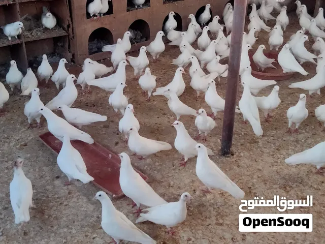 حمام ودجاج ورومى بالروضه