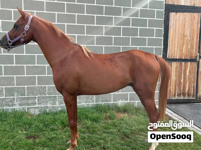 فحل عربي بجواز واهو مميز للركوب