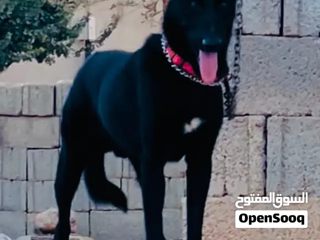 جرو مالينوا البلجيكي