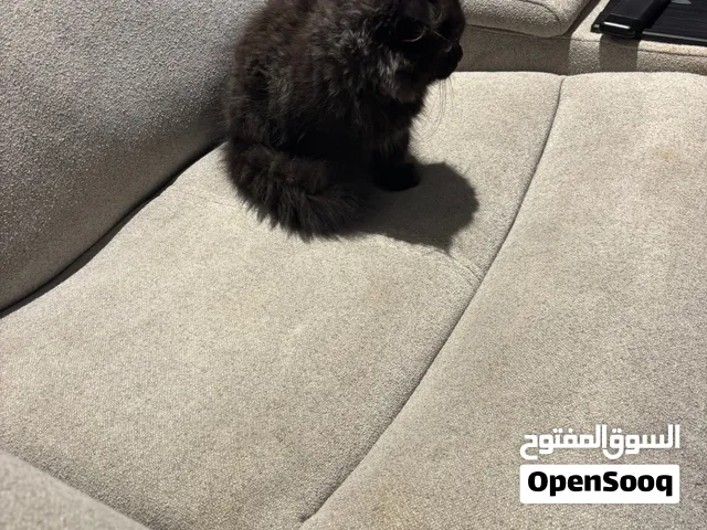 للبيع قطوة نوعها مكس سكوتش و  مين كون معاها كل أغراضها ودفتر تطعيم