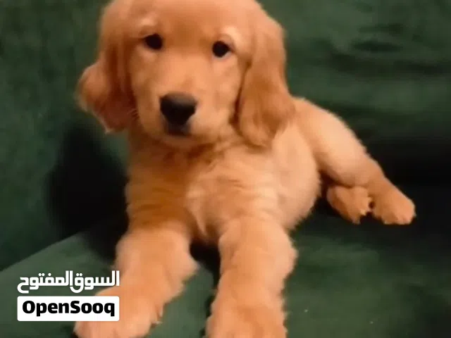 Golden retriever puppy's