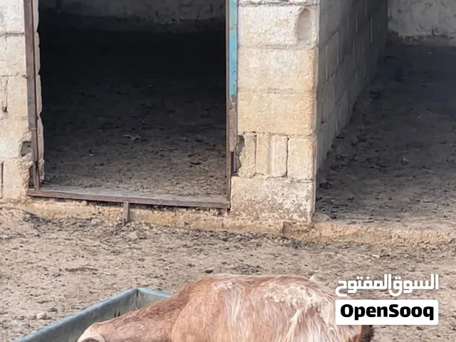 بسم الله الرحمن الرحيم متاح عنز سن جميع نظيف توالي حليب عشار