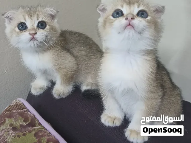 انثي وذكر تربل فولد