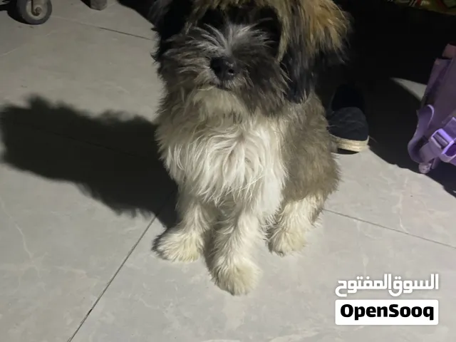 كلب تشيزو اقل من سنه عمره
