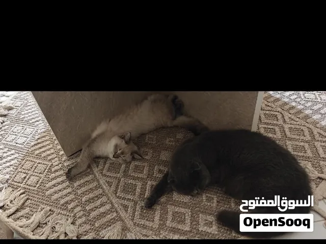 سكوتش وهيملايا
