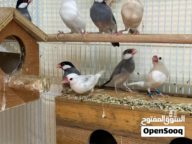 طيور جاوا للبيع