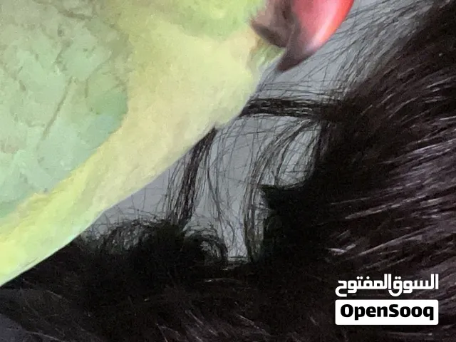 بغبغاء اليف مفقود في حي النور الي يحصله له مبلغ مالي 100 ريال