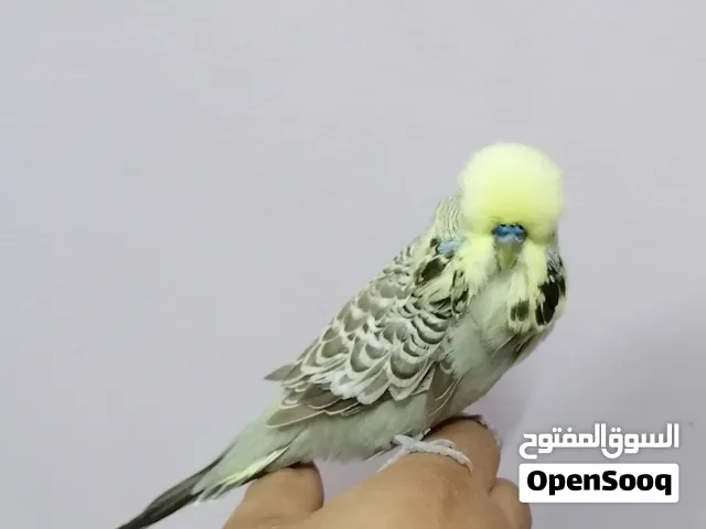 للبيع ذكر بادجي انجليزي اليف جدا