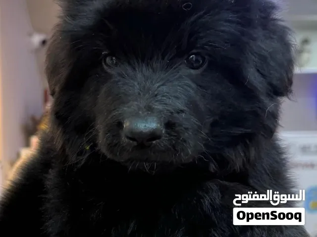 Long hair German shepherd puppies يراوه لونق هير جيرمن شيبرد