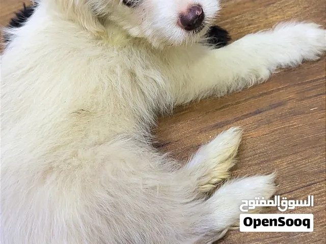كلب للبيع ذكر مالتيز