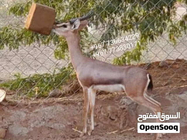 غزلان ذكور واناث ( غزال )