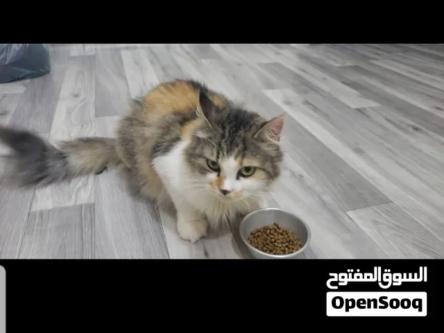 قطة شيرازي عمر سنة ونص. لعوبة ومتعلمة للحمام وهادية جدا.