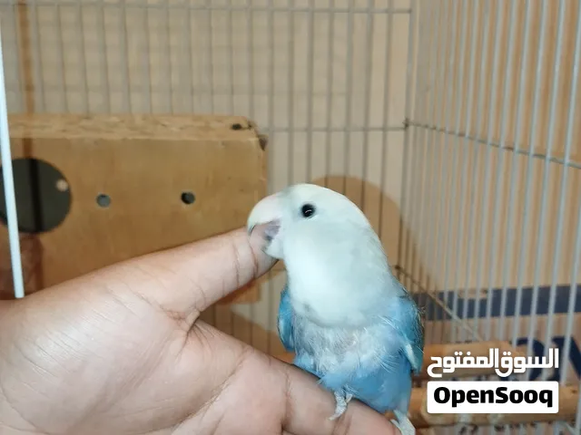 زوج ببغاء روز هدد و أليف مع انثى لون نادر طفره لون الانثى اصفر مع وردي مع قفص كبير و الاكل كثير قاب