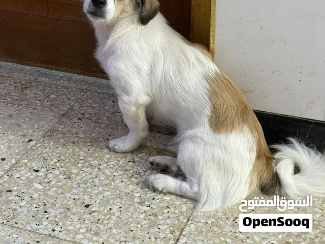 كلب زينة فحل للبيع