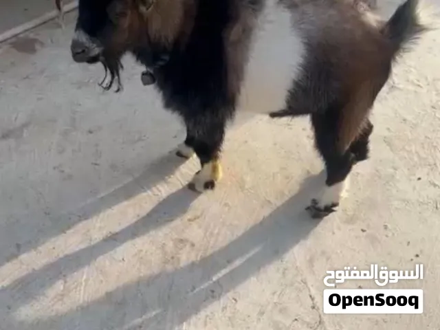 تيس جيكي و ثلاث معزات
