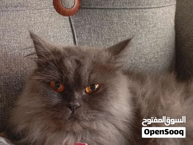قطة سوكتش فولد ميكس مع إبنها ذكر عمرو شهرين ونص