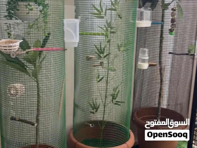 شجرة الطيور