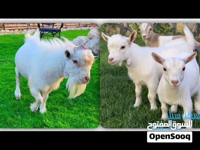 مطلوب معزه قزم