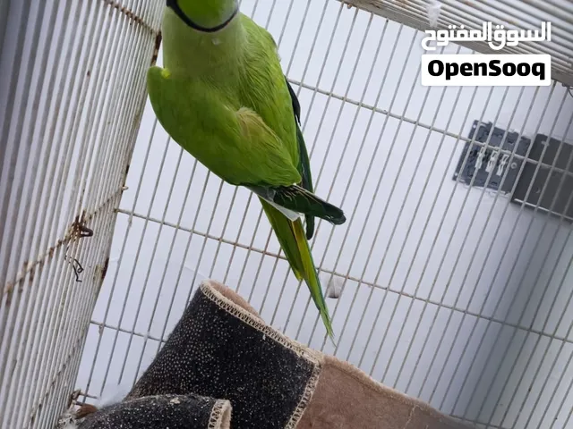 طير درة هندي للبيع وحشي