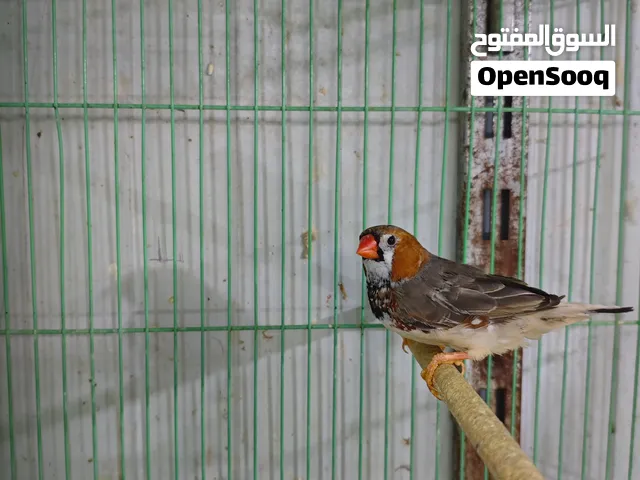 ذكور فناجس حجم سوبر جامبو بيع او مراوس بأناث حجم سوبر جامبو