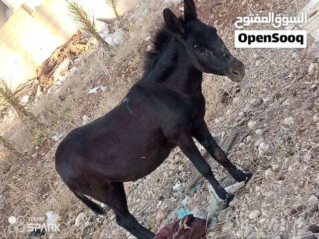حمار للبيع سعر250