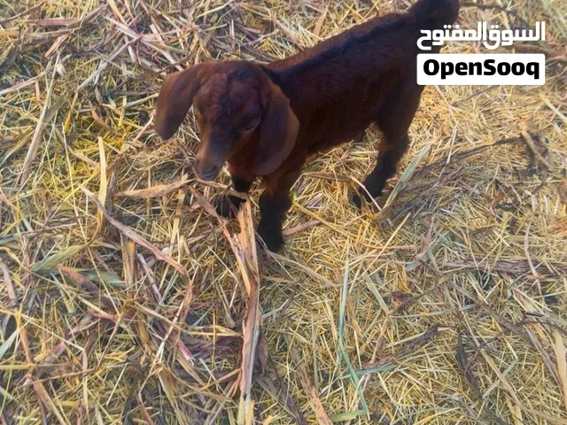 الي معه حليب في الهوش صخل مذيار يمص عادي من الهوش ويشرب حليب وياكل ومن سلاله طيبه يصلح لتربيه ولذبح