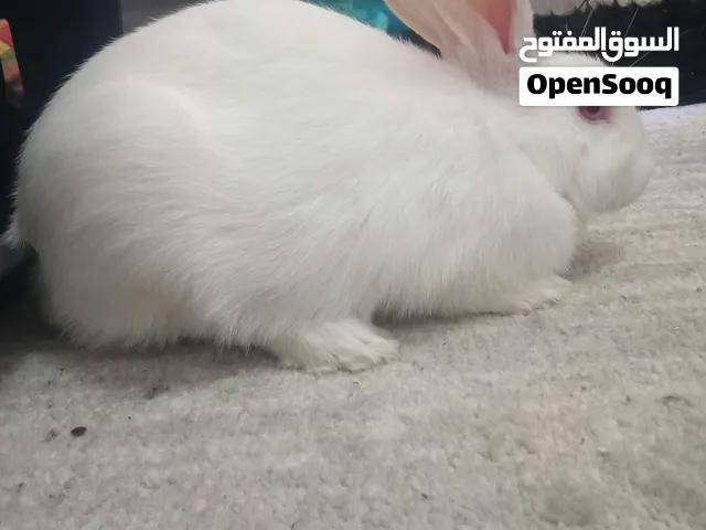 ارنب كبير انثى 10 دنانير