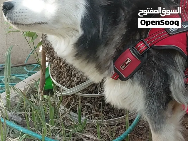 Female Siberian Husky for Sale – SAR 600 (Negotiable) Location: Riyadh, Saudi Arabia