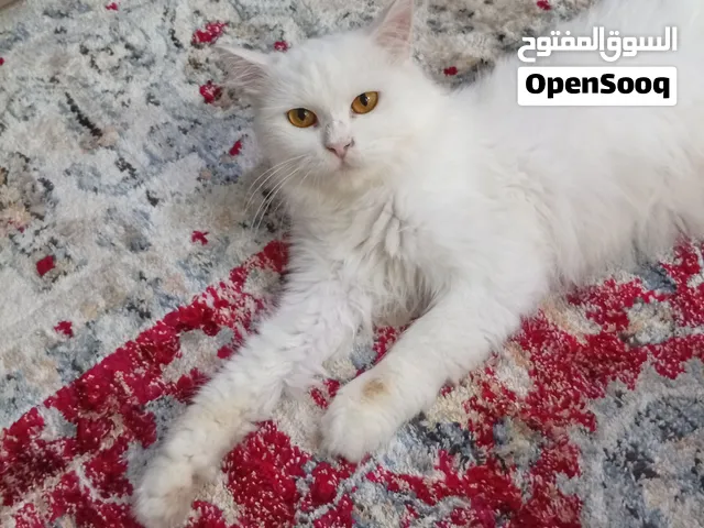 قطة بيضاء اللون للتبني