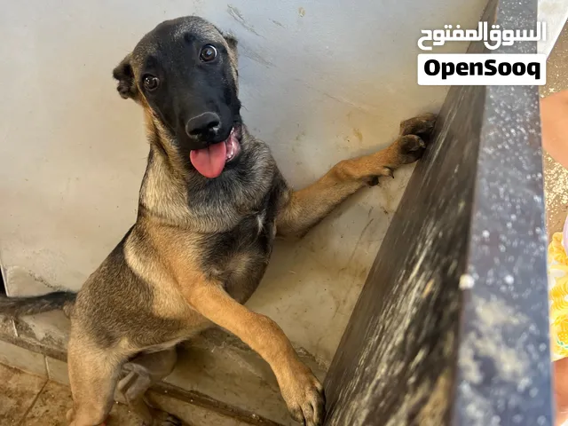 كلب مالينو